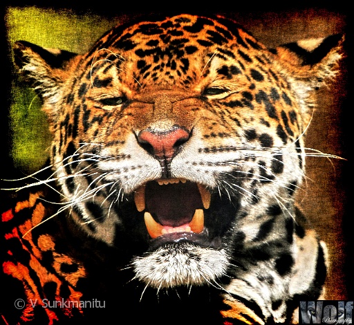 02 Jaguar.jpg